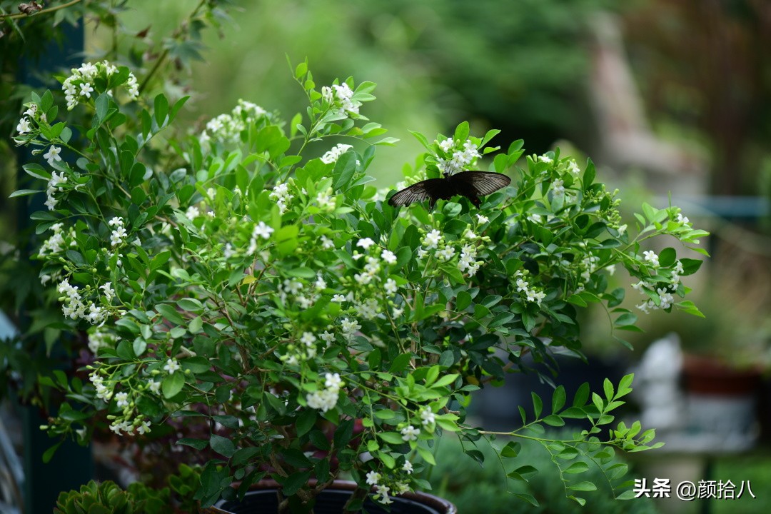 几乎没有存在感的七里香，到底是怎样的？|园丁