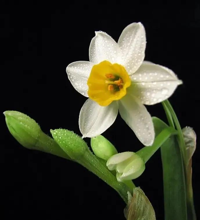 古诗词中的水仙花：飘零尘俗客再见水仙花