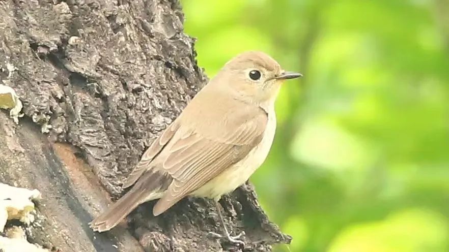 师大寻鸟记，这些小可爱，你都见过吗？