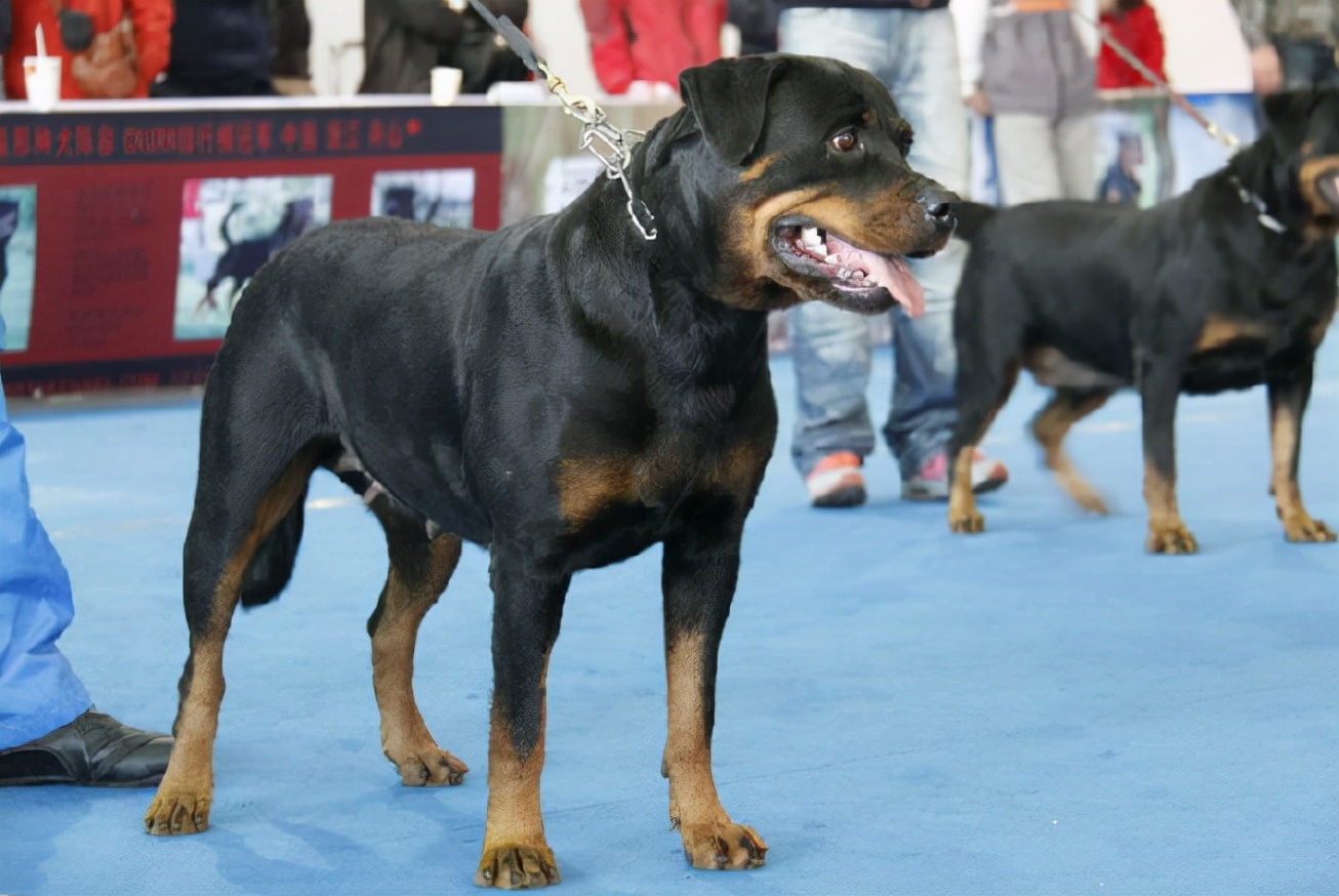 罗威纳不吃饭是什么原因？