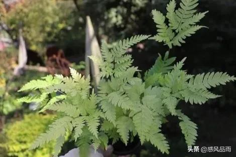 九十九朵美丽的国花送给你