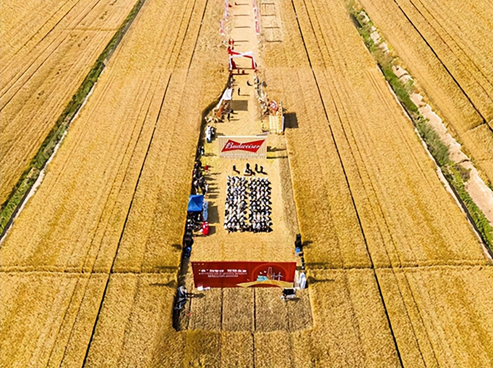 江苏农垦百威亚太,百威亚太与江苏农垦