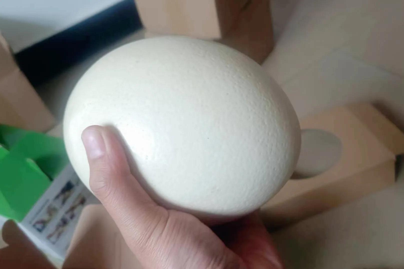 大学生养殖鸵鸟创业,80后青年农民养殖鸵鸟