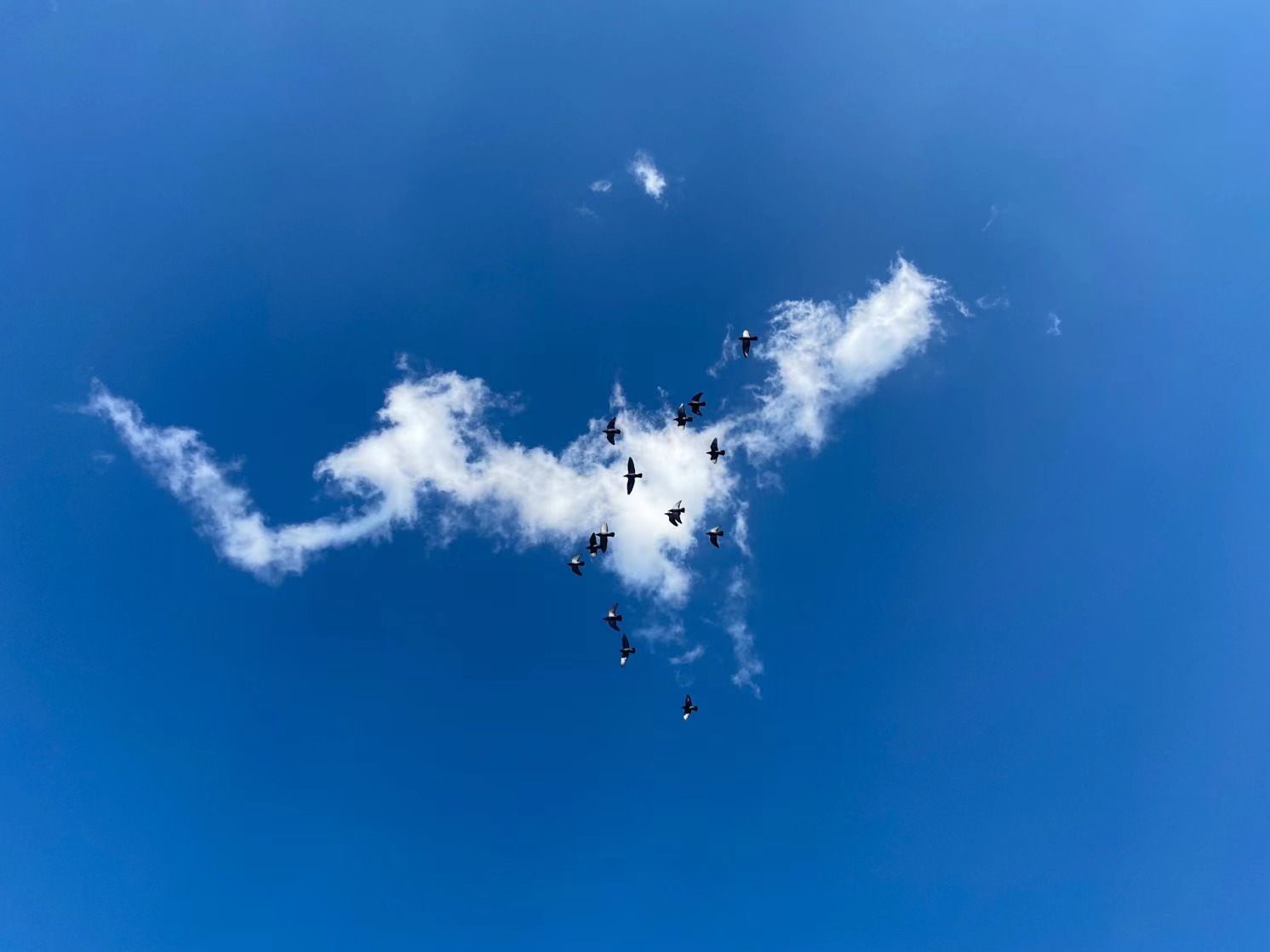 一文了解期权,一文简单了解dip