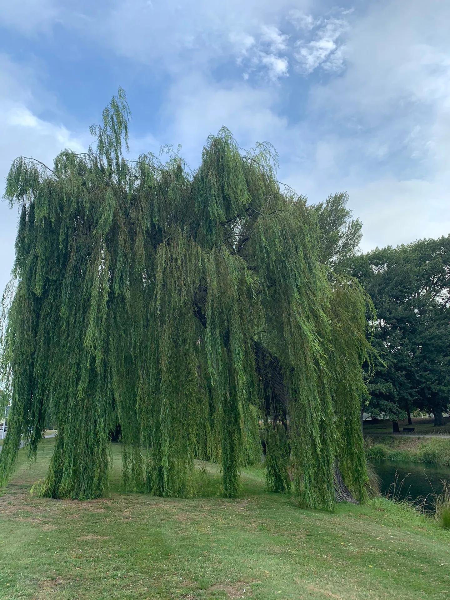新西兰南岛自驾地图,新西兰南岛免费自驾游