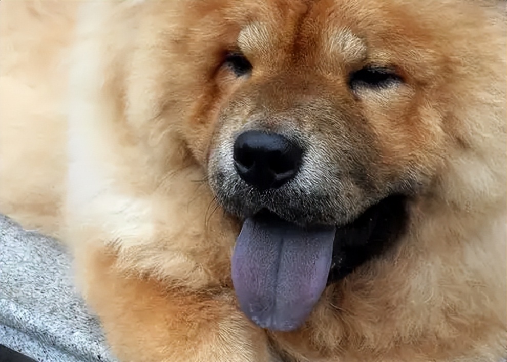 松狮犬不吃饭只喝水什么病,松狮犬经常呕吐是什么原因