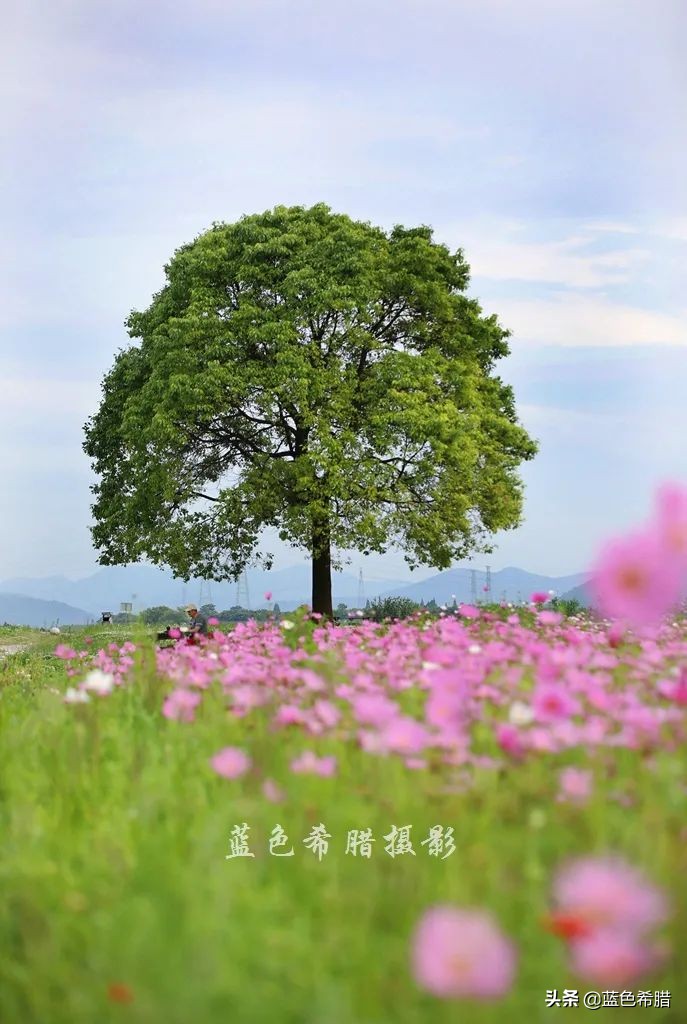 摄影波斯菊花海,上虞城南江上花海