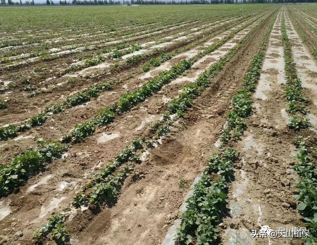 陈忠：棉花田常用几种除草剂的问题