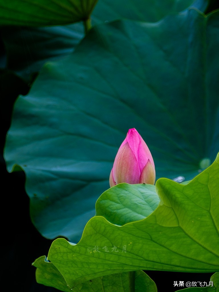 北京上庄雨中荷花，白鹭麻鸭水中捉鱼嬉戏，门票免费