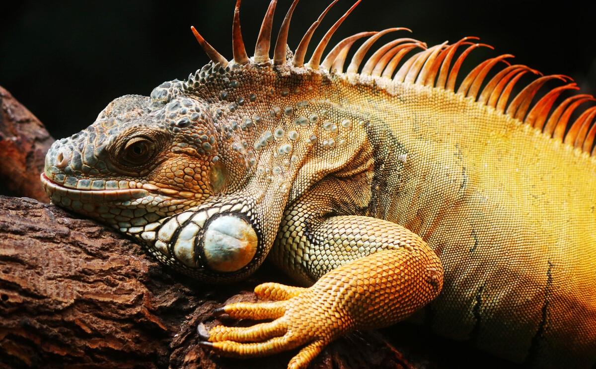 为什么人类排泄和生殖分开,人类的生殖器官和排泄器官