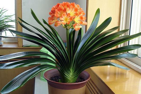 好看的花养在家里心情美美哒,家中养三种花养人旺家