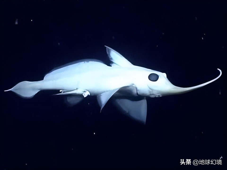 20张珍稀罕见动物照片,16张罕见的动物照