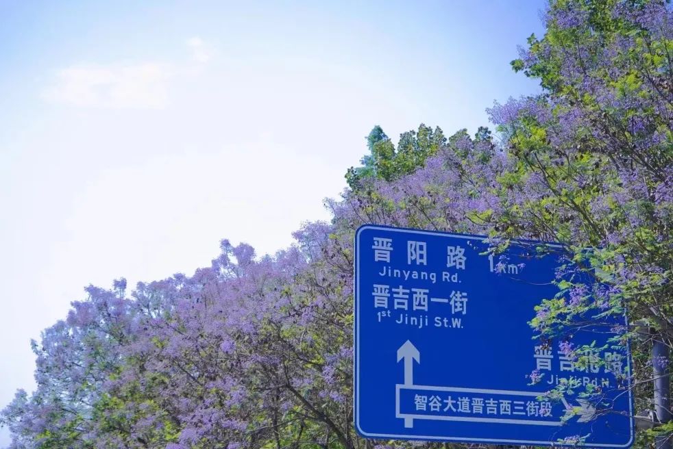 成都花花为什么火了,成都花花怎么出名的