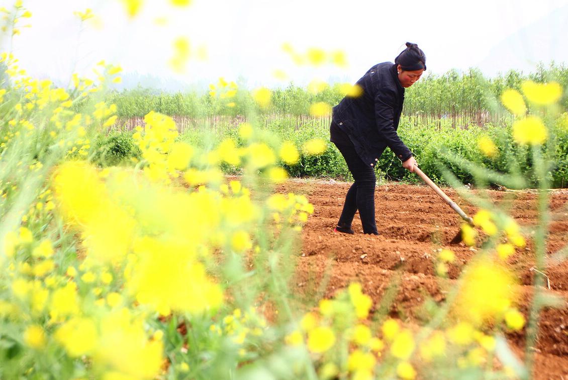 谷雨在月头寡妇不用愁啥意思,谷雨在月头寡妇不用愁什么意思
