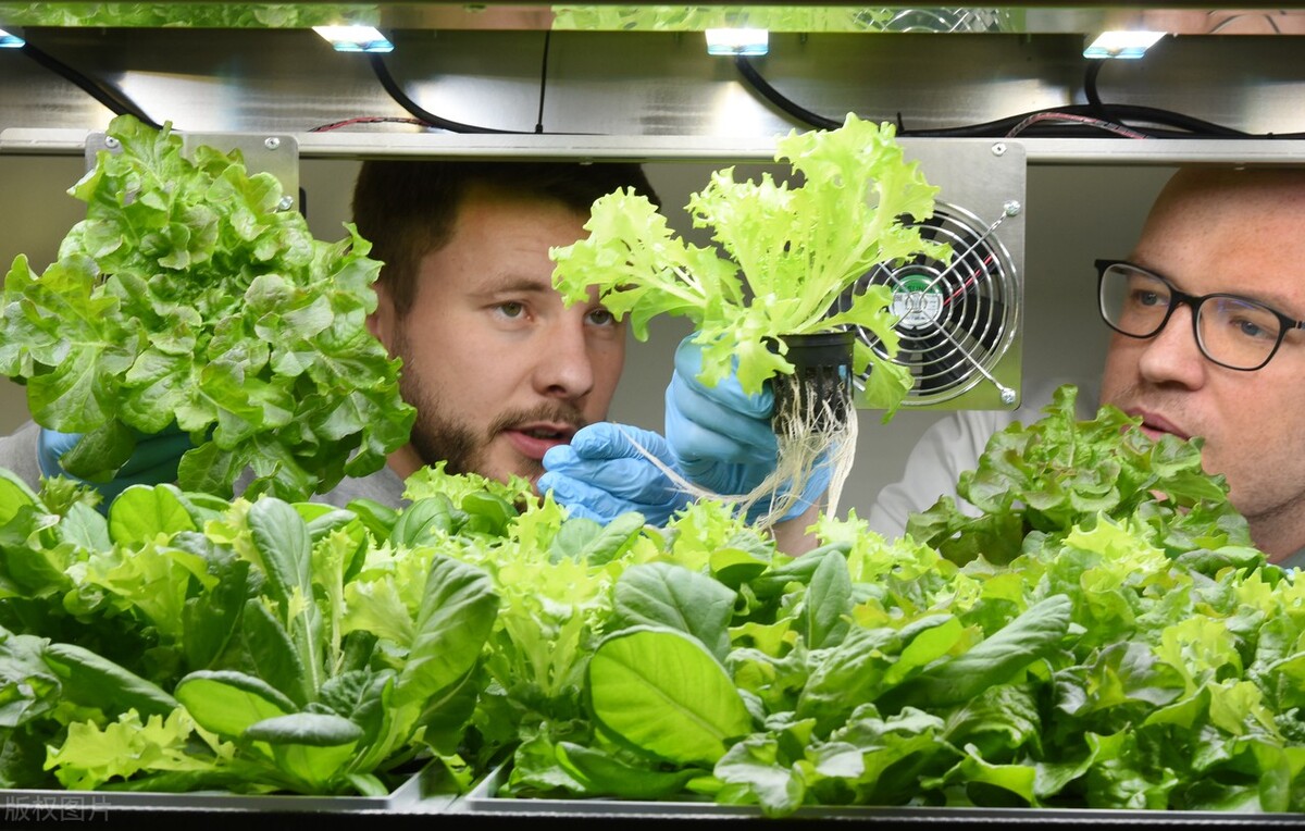 减脂期间的最佳美食,又好吃又减脂的美食