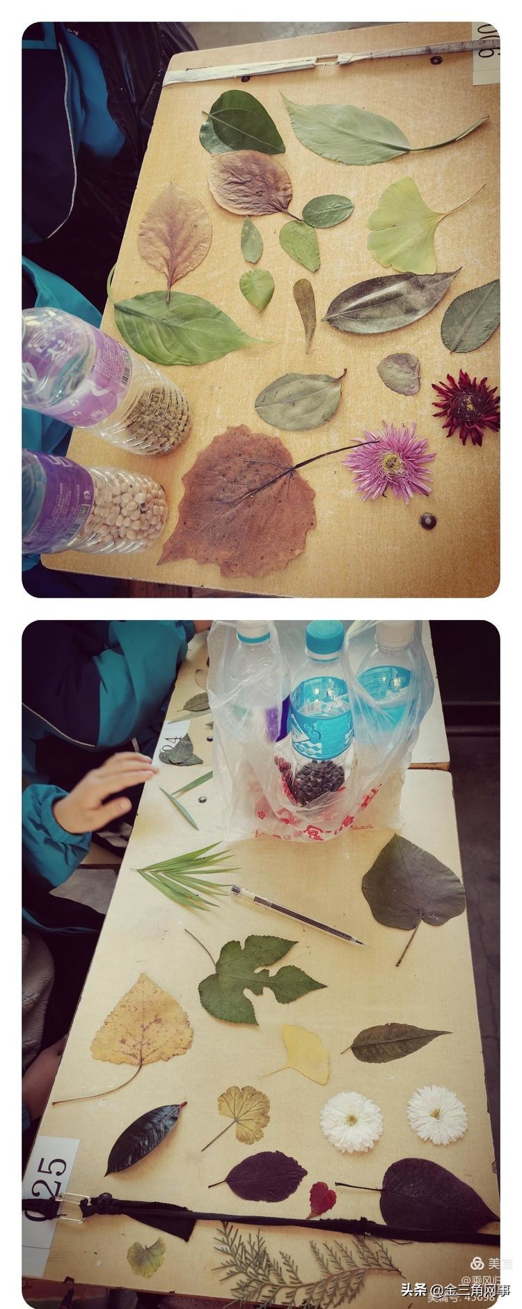 临猗庙上初中推进并践行植物标本课程