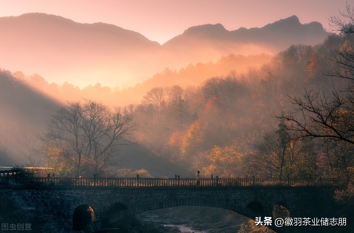 安徽茶与浙江茶哪个好,为什么都喜欢安徽茶