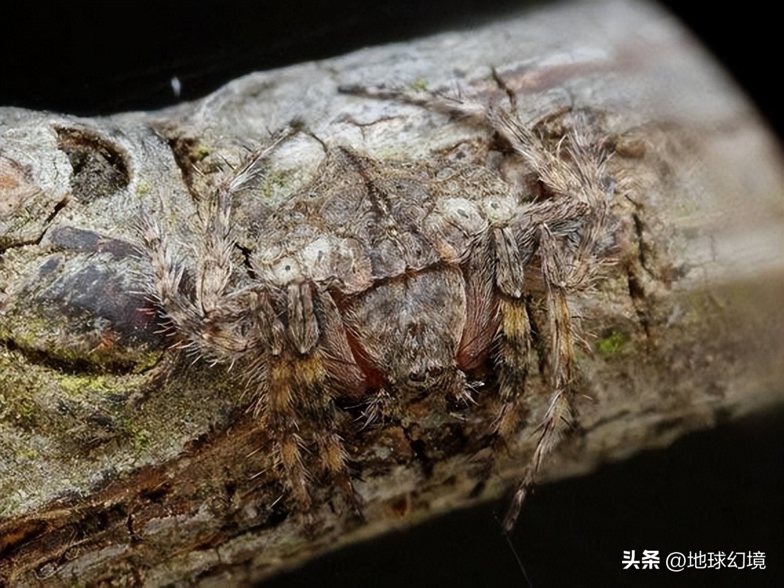 十大深海神秘巨型生物图片,天空拍到的像水母生物图