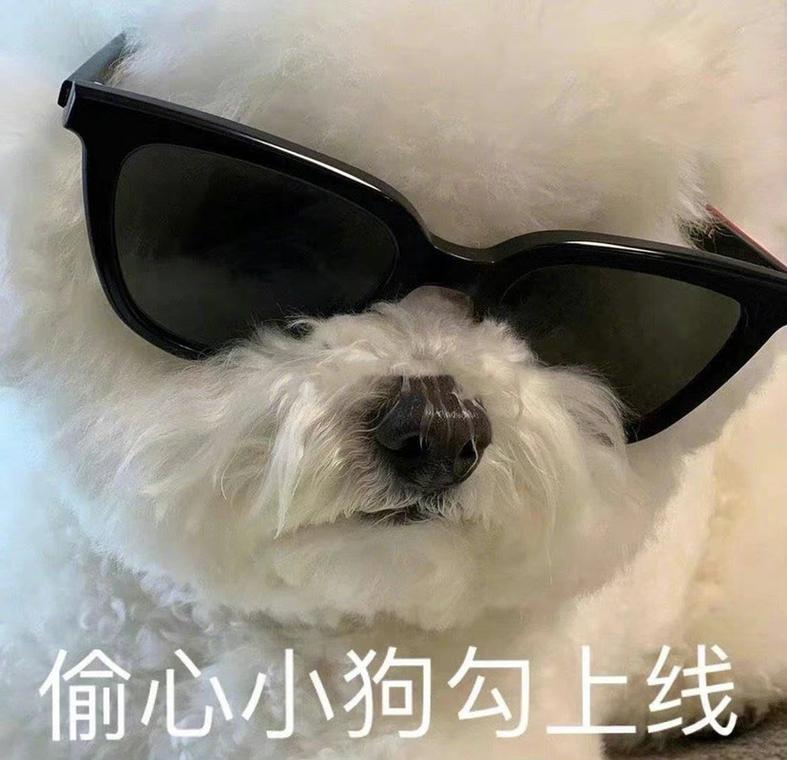 狗狗每天叫你起床,狗狗每天都叫醒你