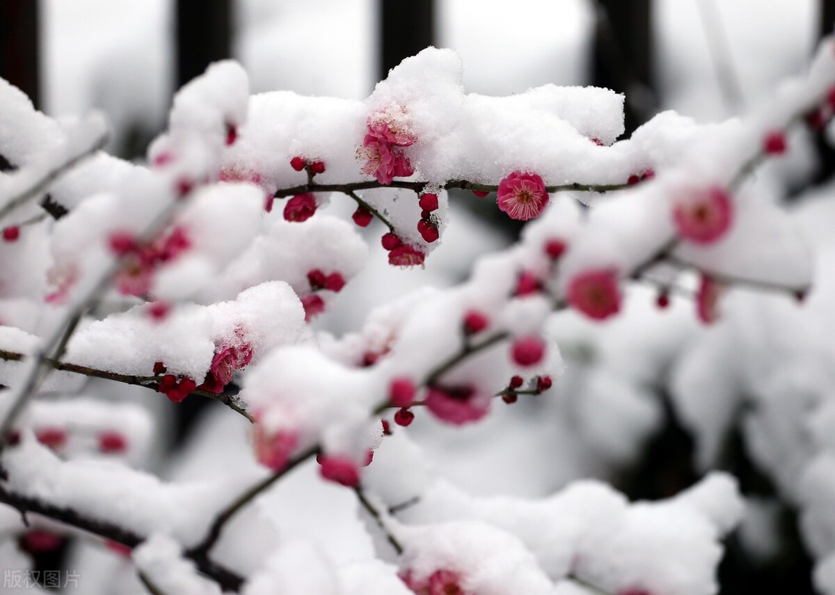 出句：人生苦，梅花骨，人需梅花独立又自主――释义
