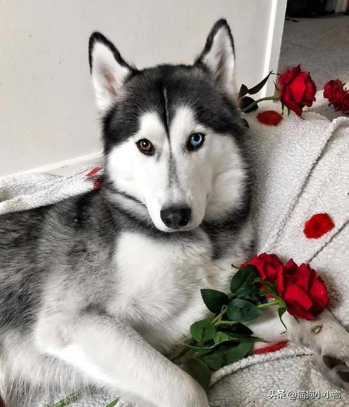 “纯种”哈士奇，才会有的特征，看完你敢养吗？