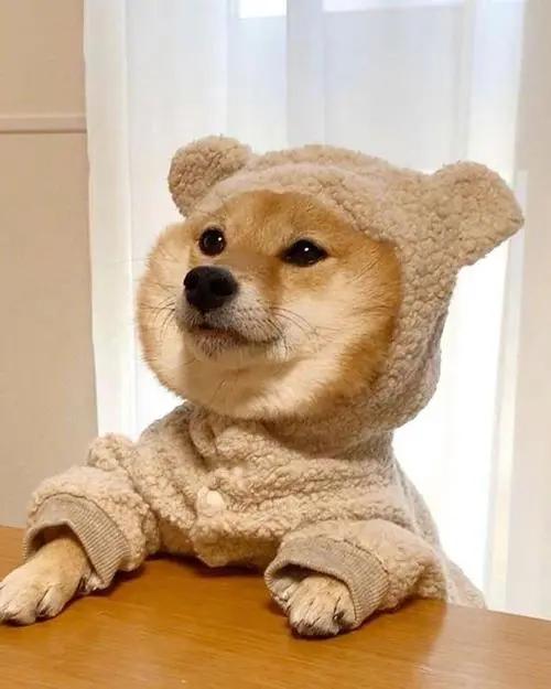 柴犬又倔又难养,为何被那么多人迷恋?