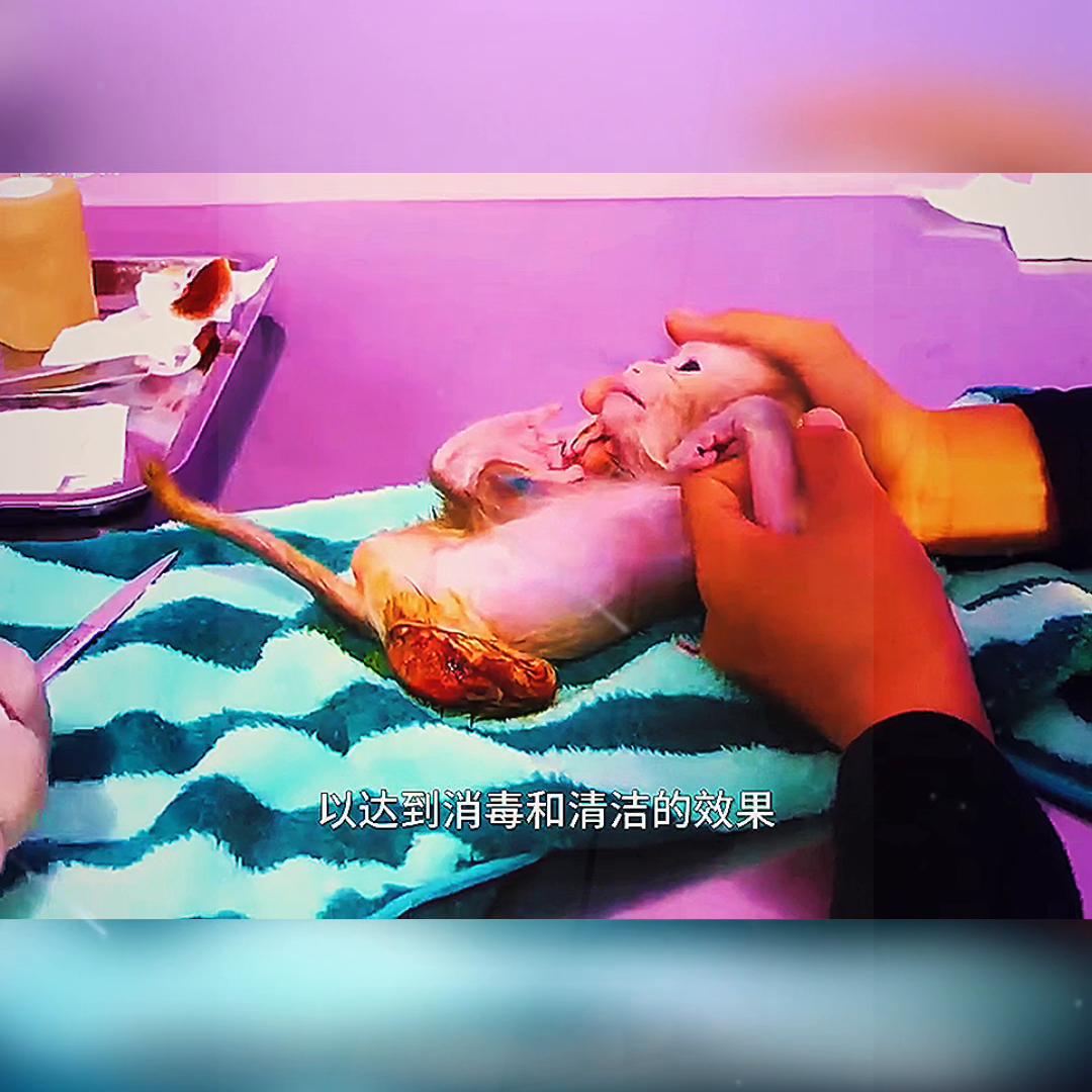 遭遇车祸的小猴子,小猴子出车祸