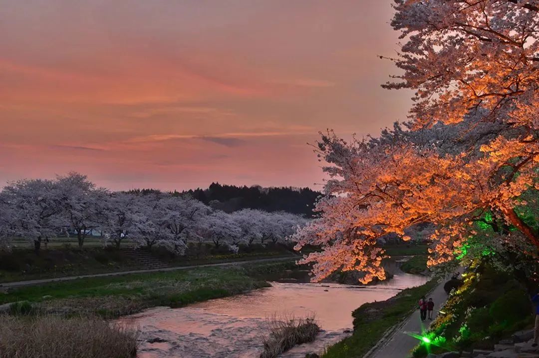 2023日本樱花什么时候开花,2023年日本樱花开放预测