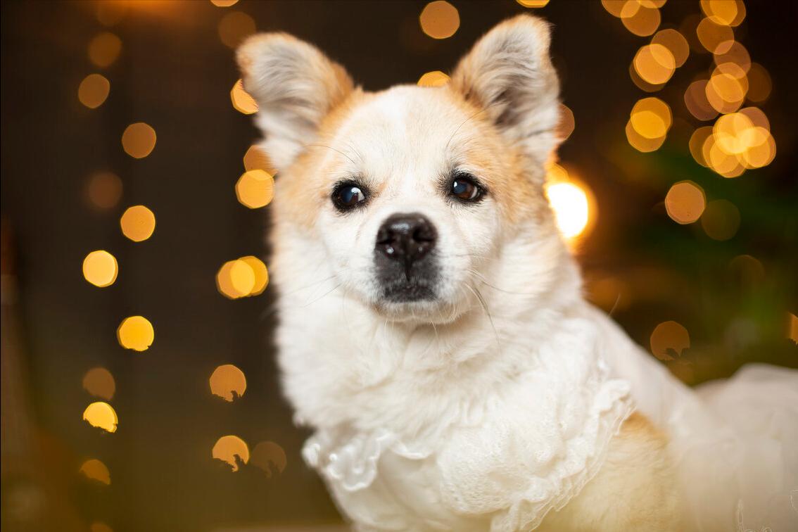 最暖心的狗狗排行榜,最暖的大型狗狗是哪种