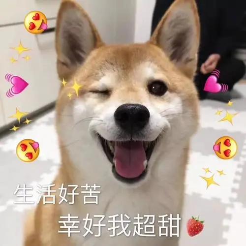 柴犬又倔又难养,为何被那么多人迷恋?