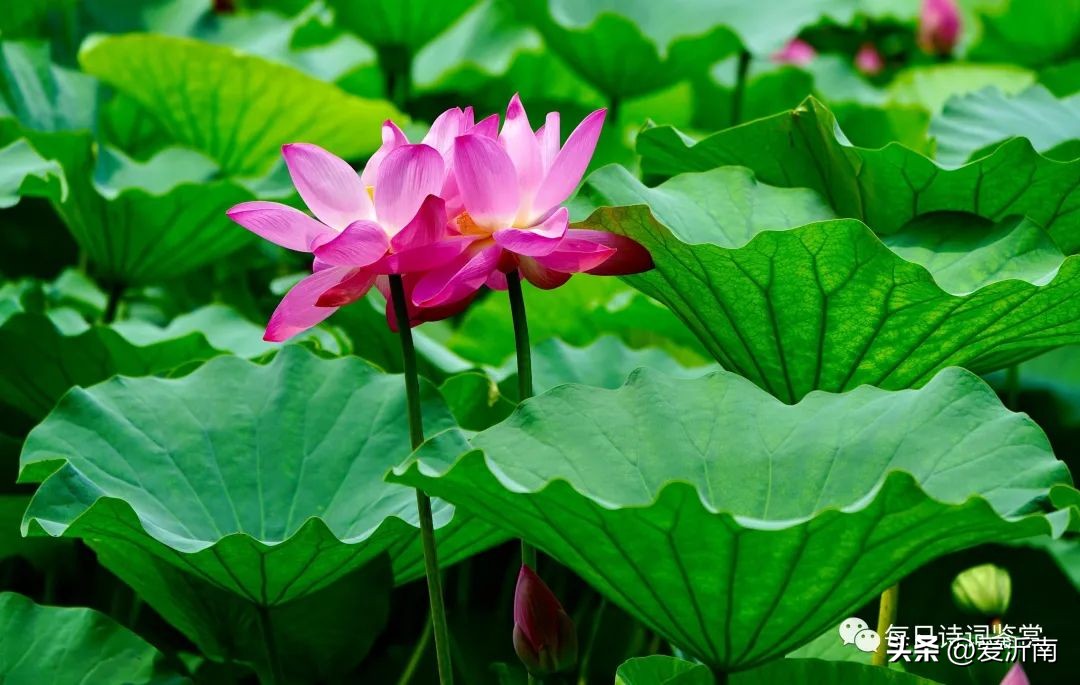 杨万里最著名的5首诗配图,杨万里最富有哲理的一首诗