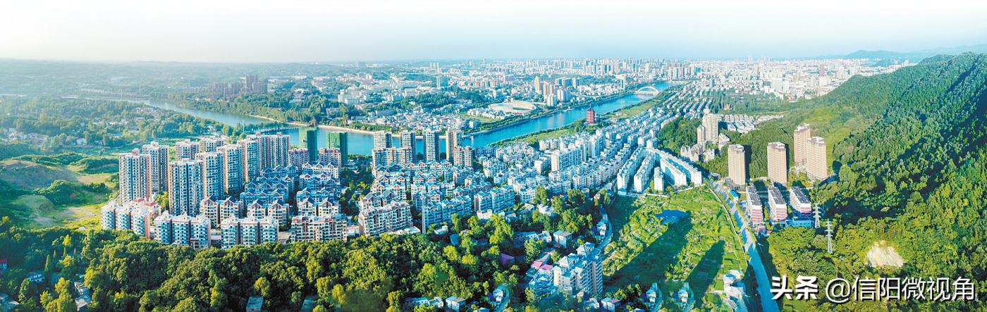 信阳毛尖迎春,信阳毛尖谷雨茶嫩芽