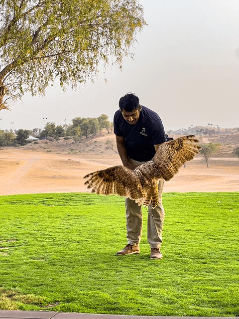 哈伊马角利兹卡尔顿,哈伊马角沙漠丽思卡尔顿酒店