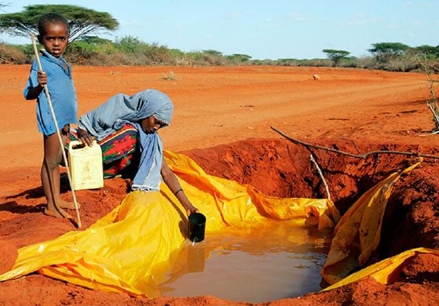 有何深仇大恨？非洲3头大象遭20万只“麻雀”*攻围**，慌忙逃窜50米