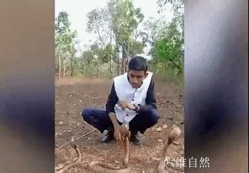 想舞三条眼镜蛇？印度一男子反被眼镜蛇咬伤，使用了多瓶血清救助