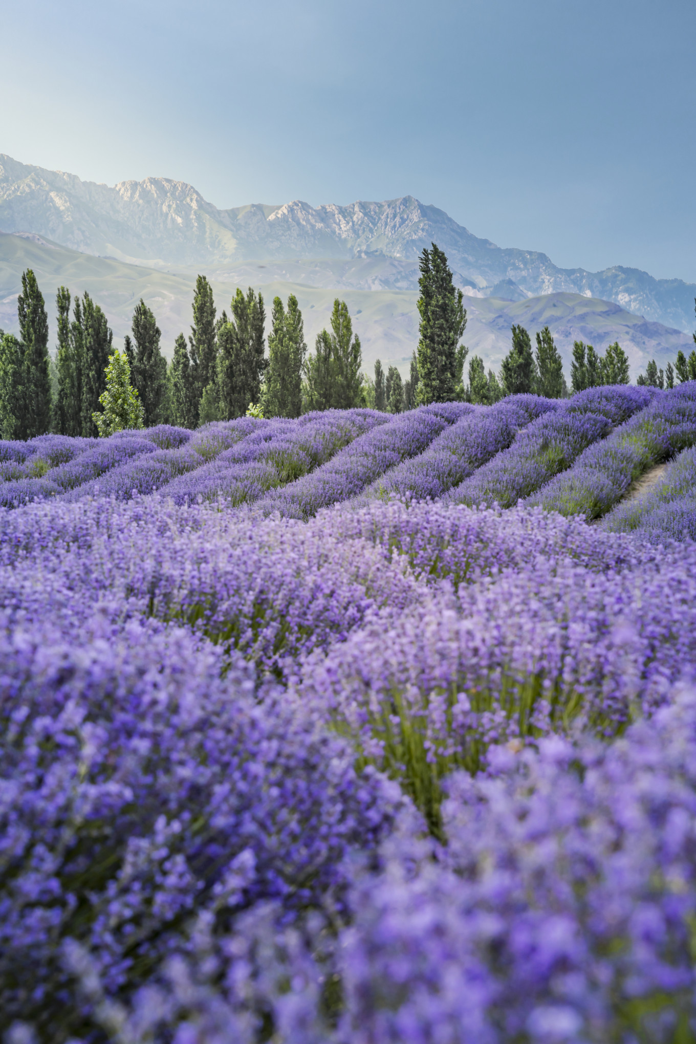 新疆伊犁之美,走了一圈才发现世界万物远不及你