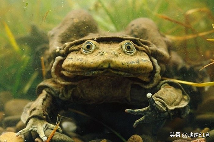 10种最罕见的神秘生物,35种罕见生物照片