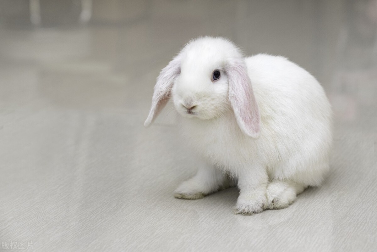 兔子流泪有眼屎怎么处理,兔子流泪是啥样子的