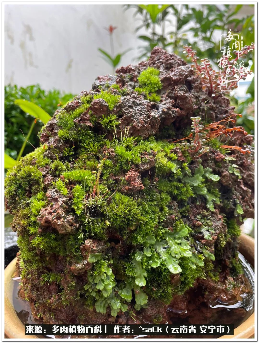 情不知所起一往而深歌曲,情不知所起一往而深完整版