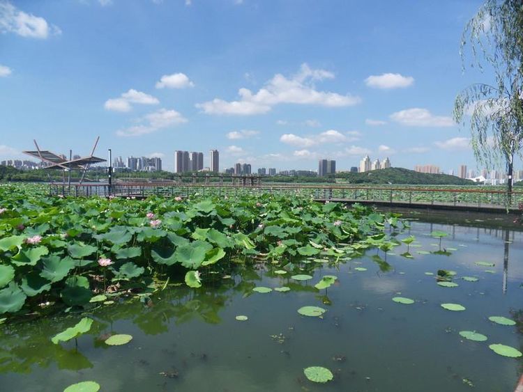 汉阳柏泉人张禹木诗几首禺草号汉阳