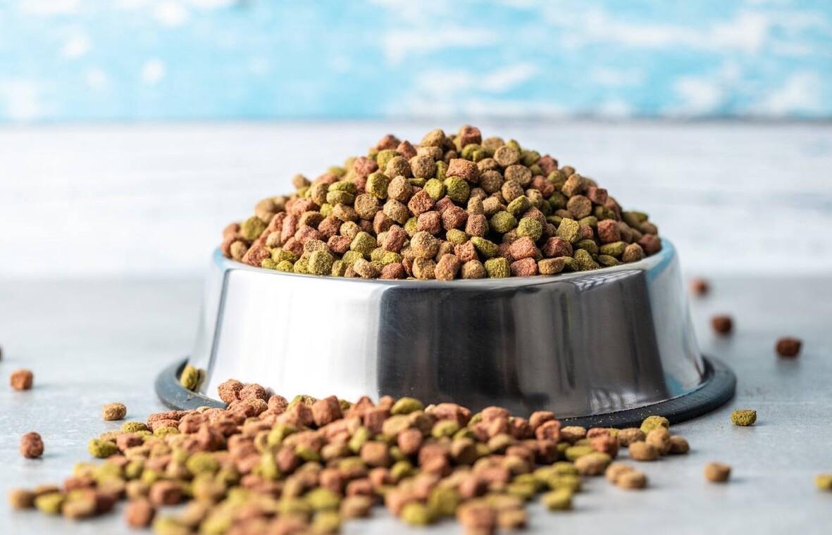 等你家狗狗“老”了，主人做好这8点，可以大大延长它们的寿命