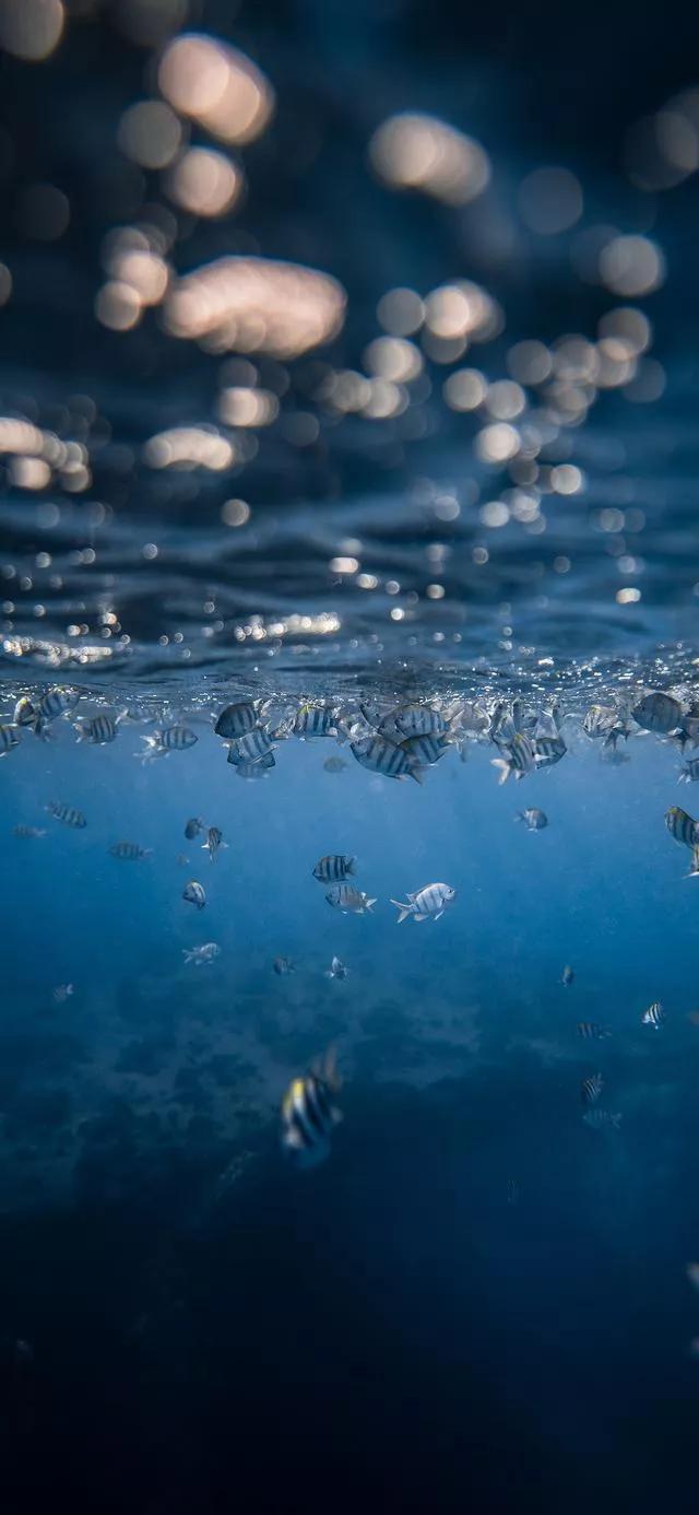 海底世界高清大图壁纸,手机动态海底世界鱼壁纸