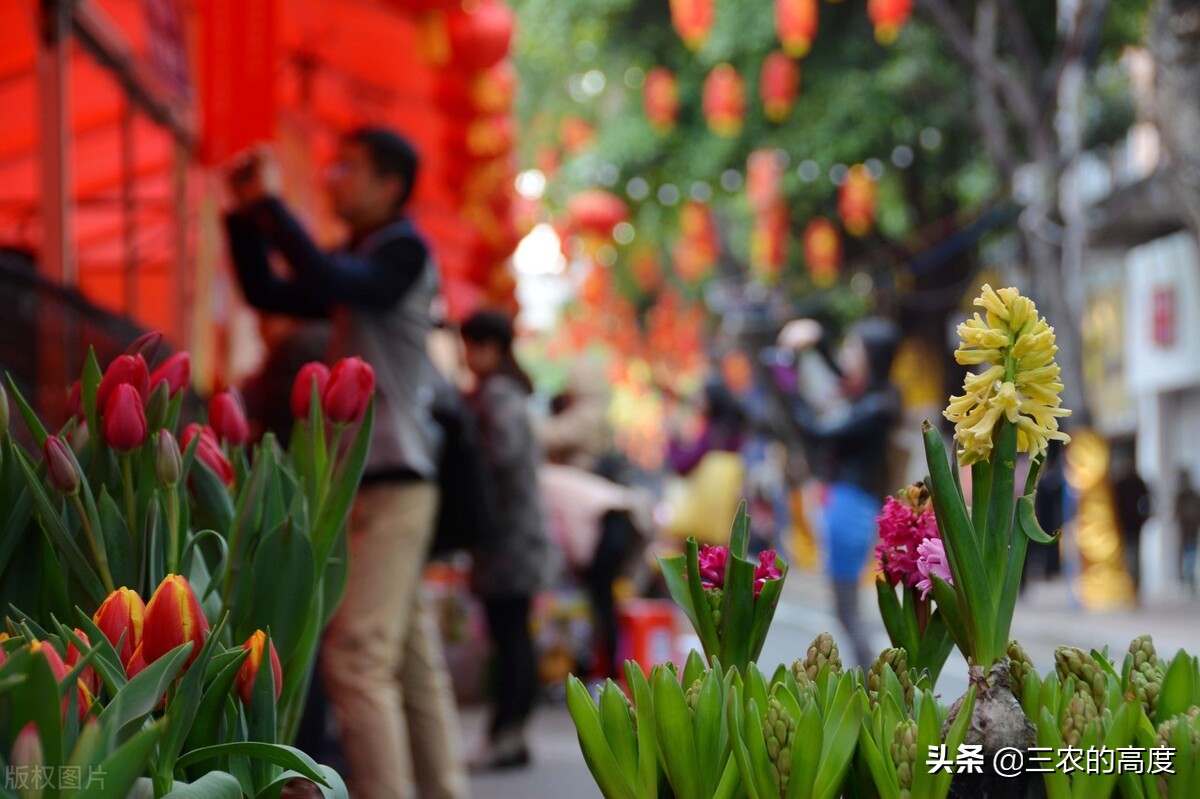 家门前种这6种树旺宅,门前种三种树旺宅招财