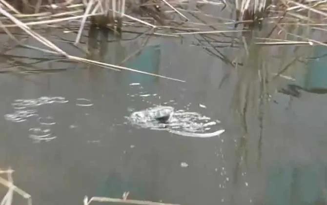 新手钓鱼入门基本功怎样绑子线,新手钓鱼入门基本功怎样绑浮标