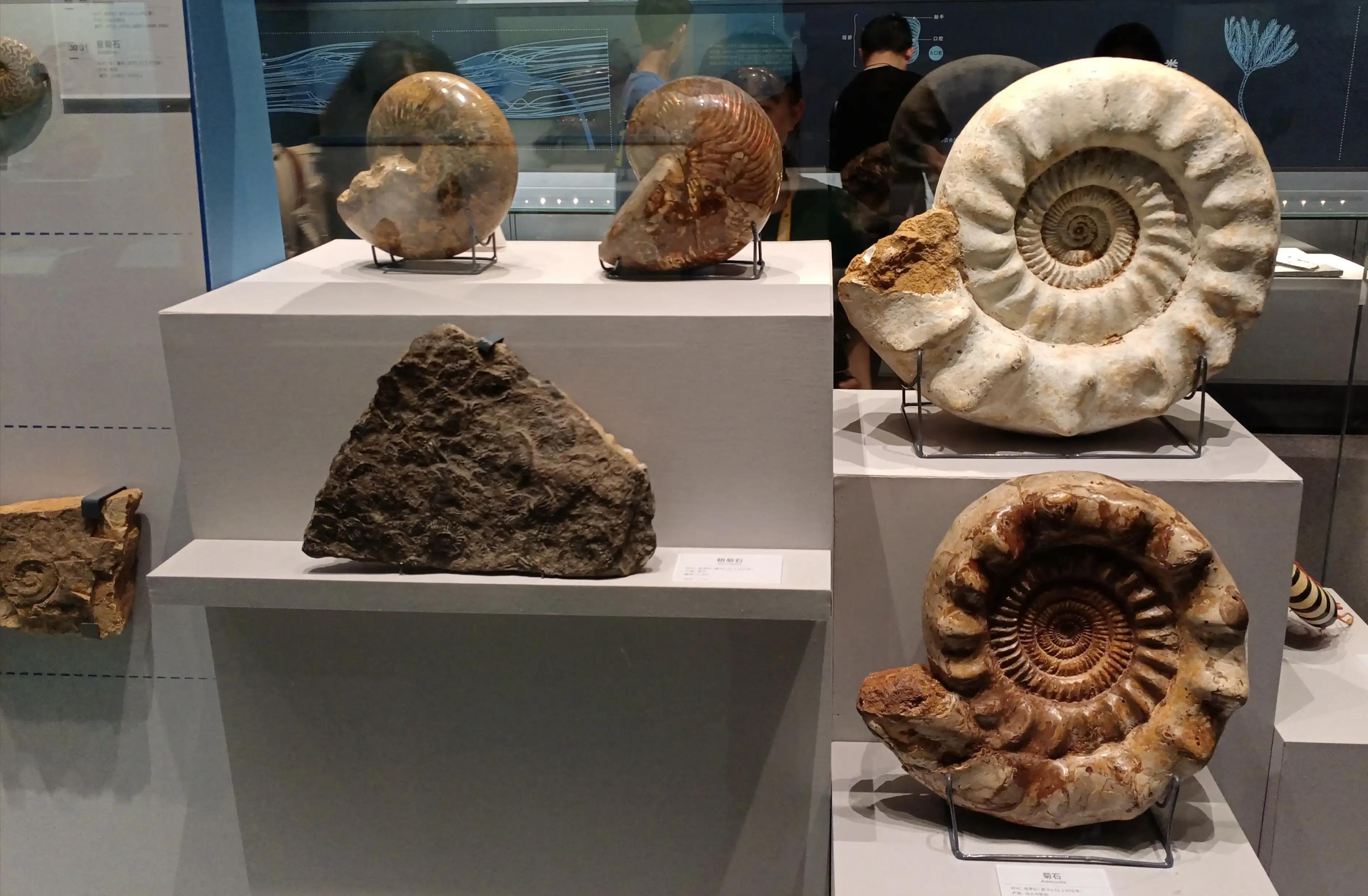 成都自然博物馆要钱吗,成都自然博物馆免门票几天