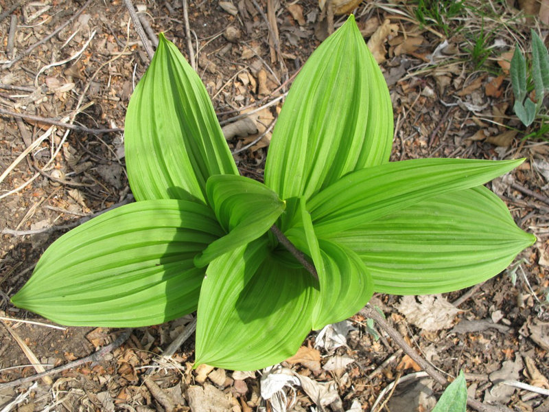 常见有毒花千万别碰,世上有毒的花和植物