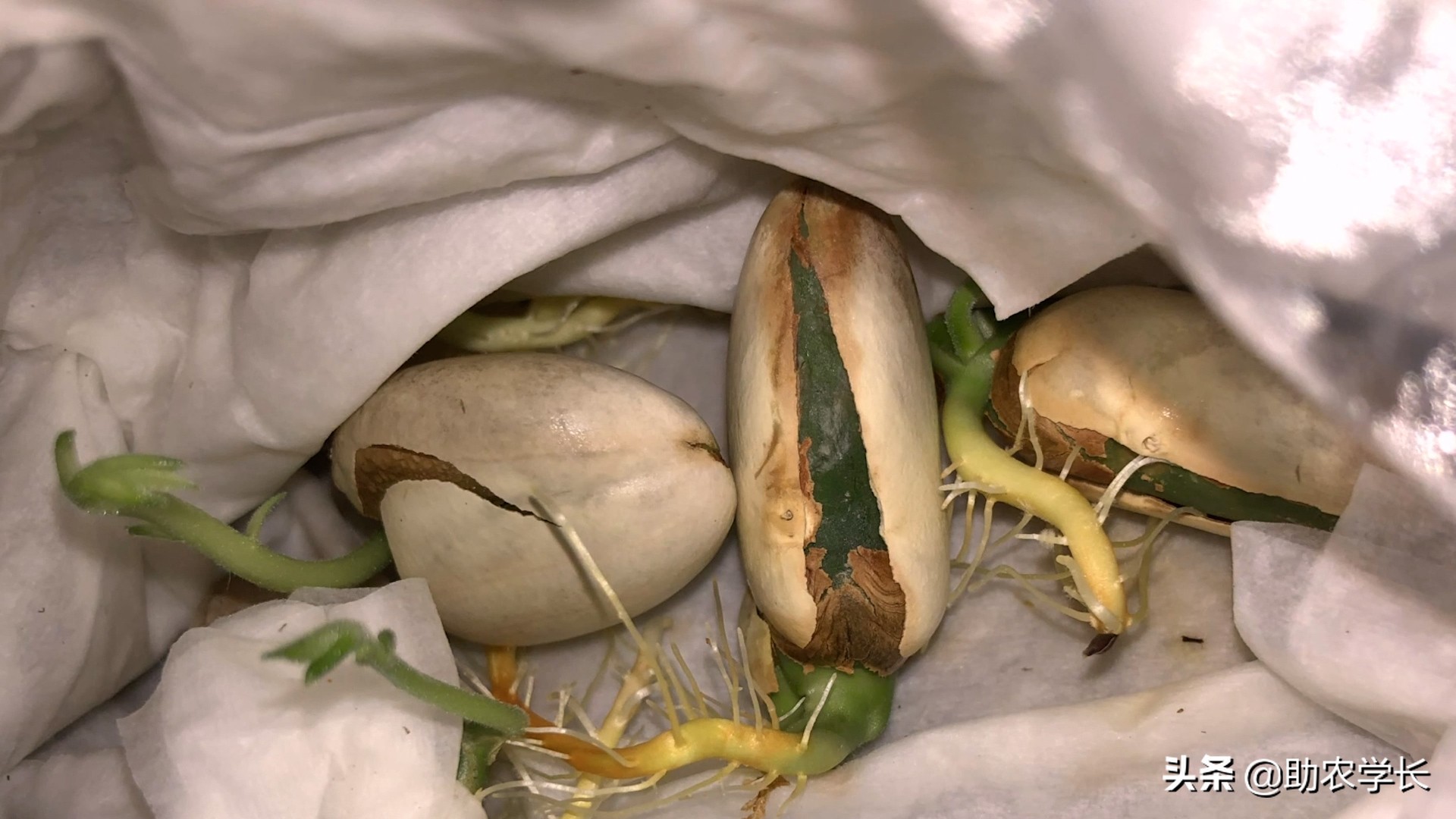 马来西亚1号菠萝蜜种植技术管理,黄肉菠萝蜜的种子种植会结果吗