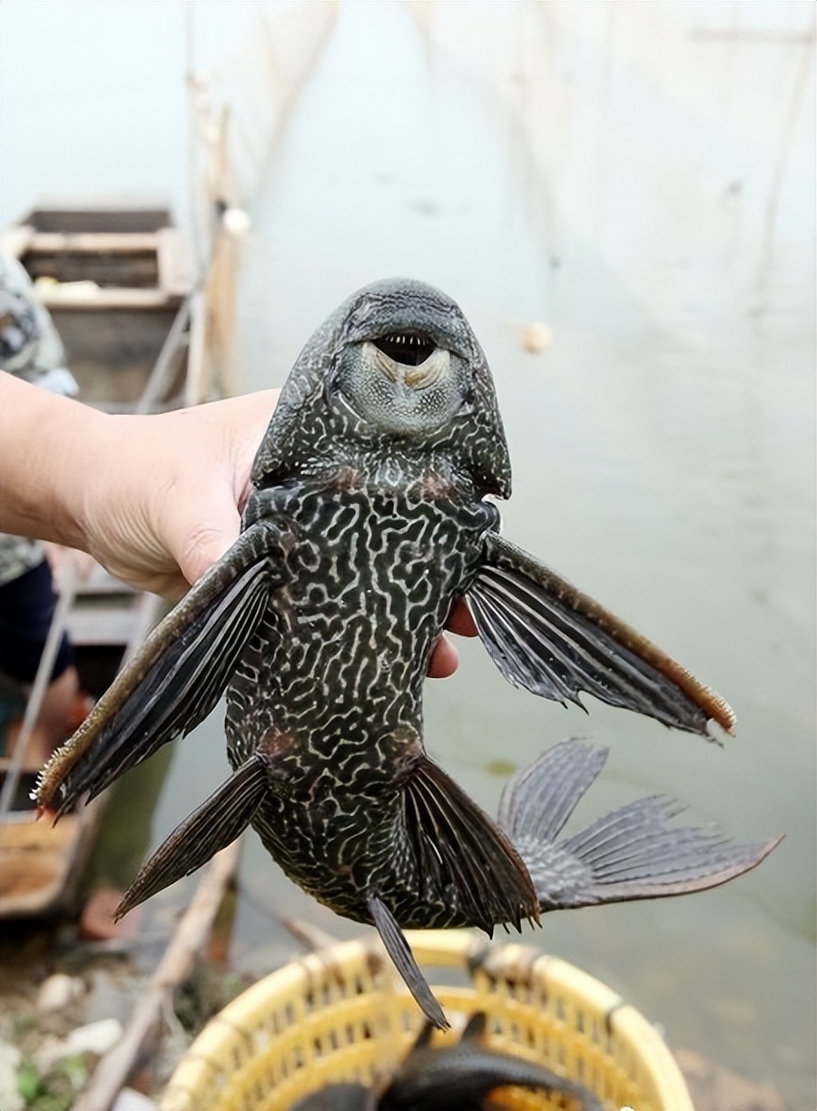 盘点放生错误,盘点那些无知的放生行为