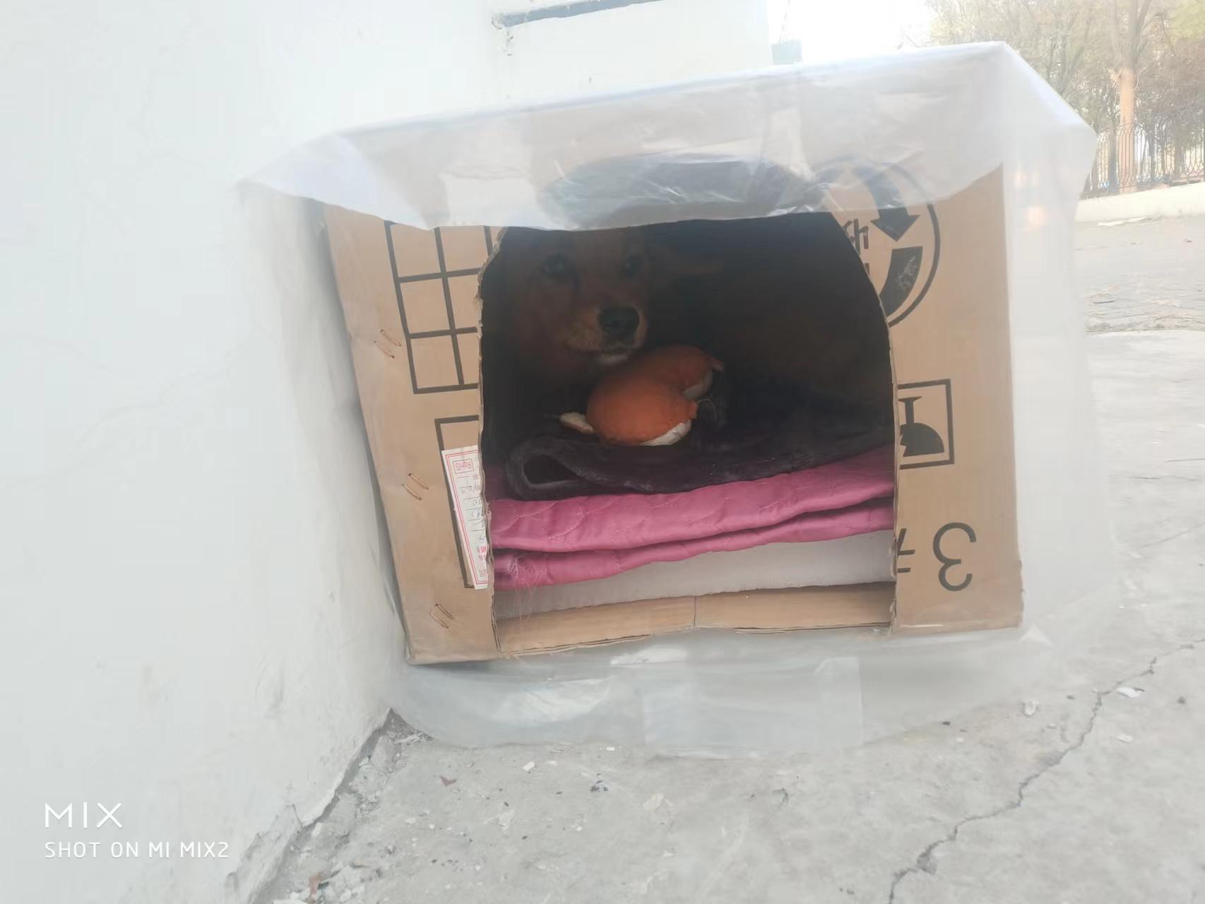 纪念我公司厂区的厂宠，流浪狗“小黄”的故事