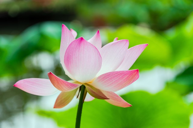 怎么才能成为华盖,怎样成为一个成功人士